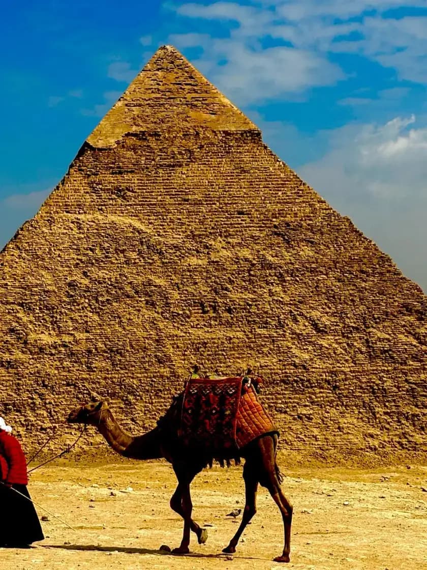 Dromadaire devant la pyramide de Khéphren