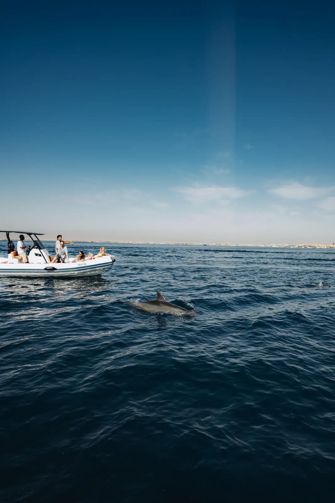 Observation des dauphins en famille