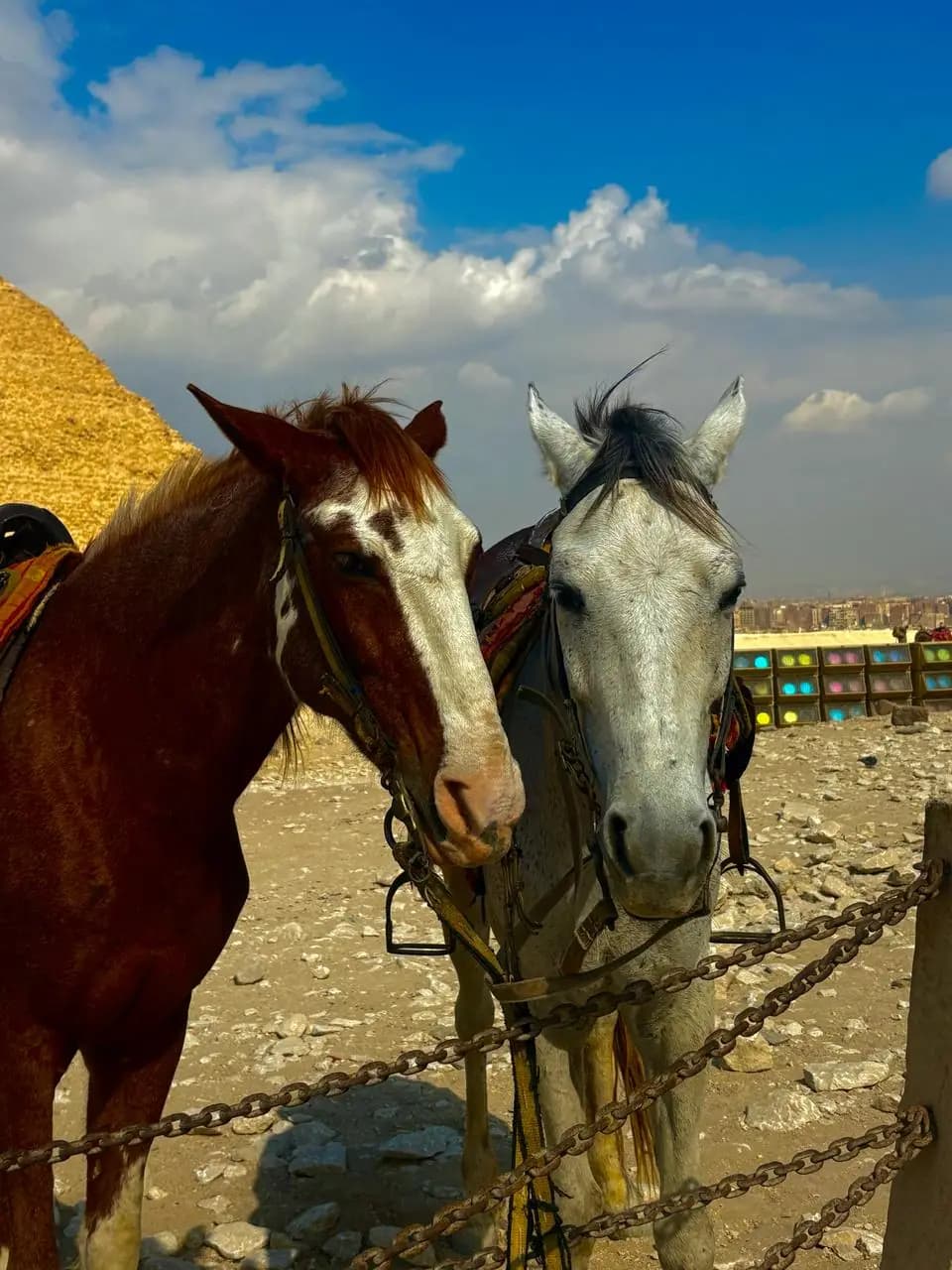 Chevaux aux pyramides de Gizeh