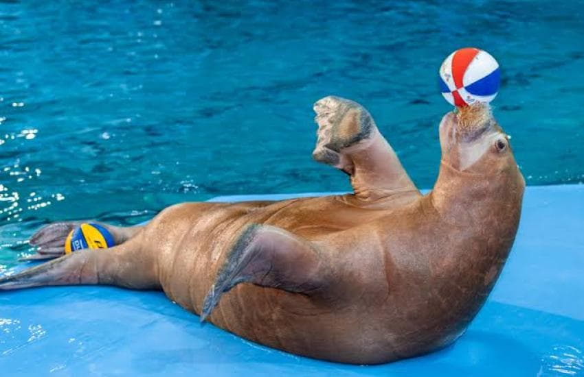 Dolphin Show