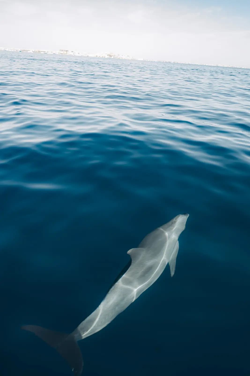 Un dauphin sauvage sous notre bateau