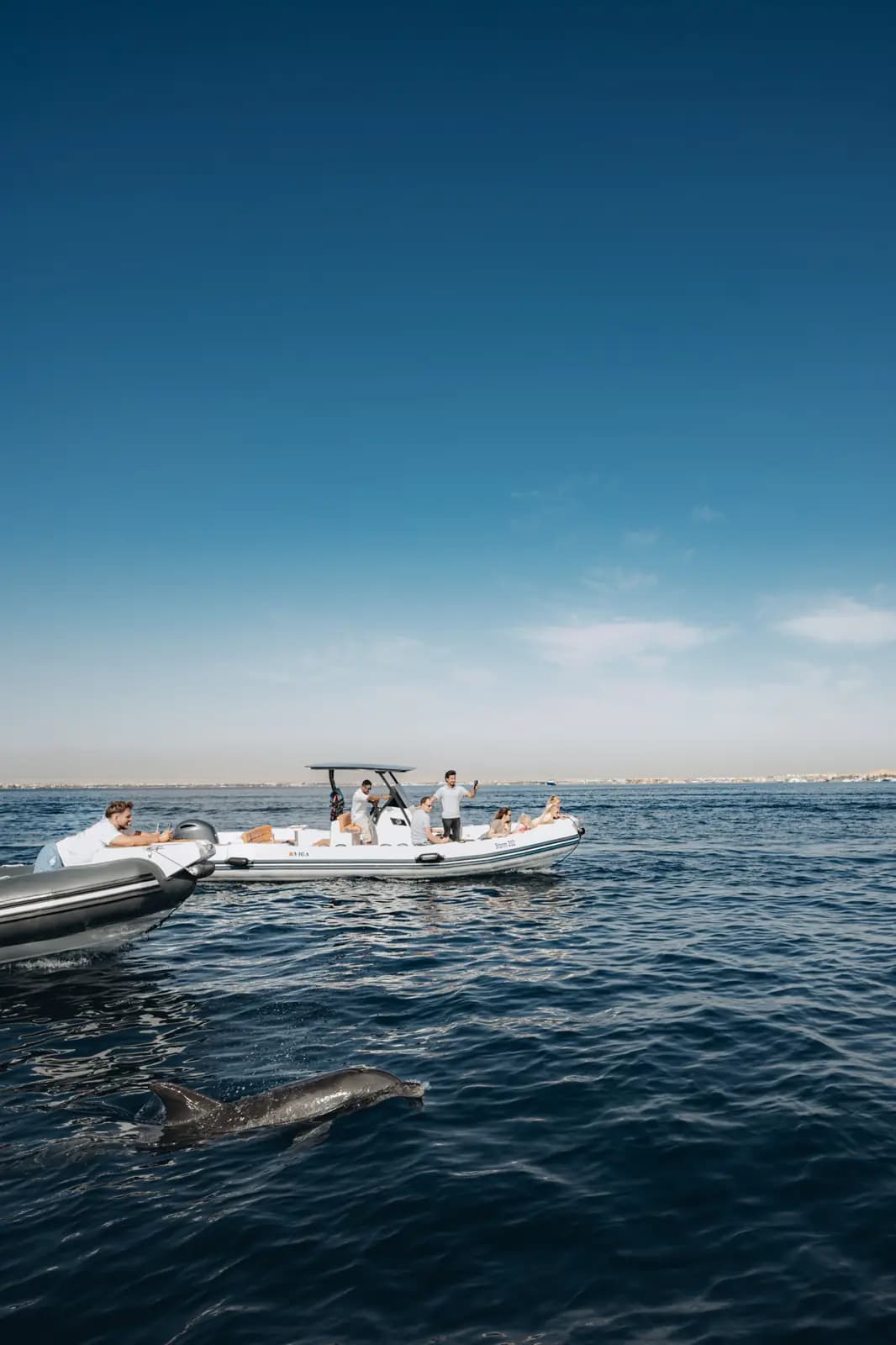 Dauphins sauvages près de notre bateau, Hurghada