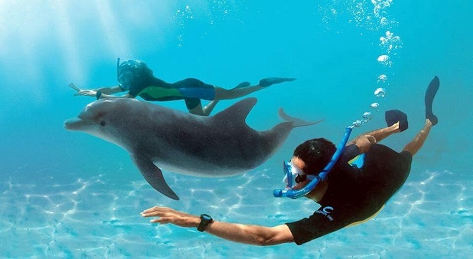 Delfini